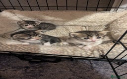 Mixed Breed cats for sale: 3 Kittens For Rehoming  - Image 2