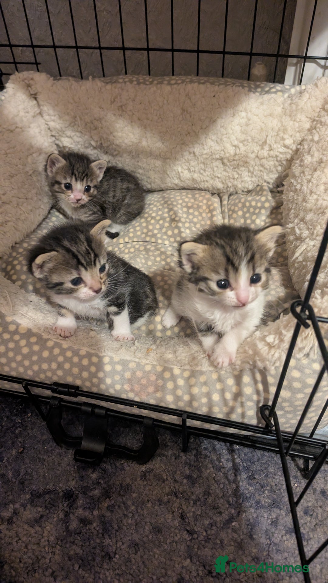 Mixed Breed cats for sale: 3 Kittens For Rehoming  - Image 2