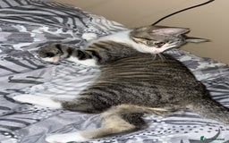 Mixed Breed cats for sale: Female playful tabby kitten  - Image 3