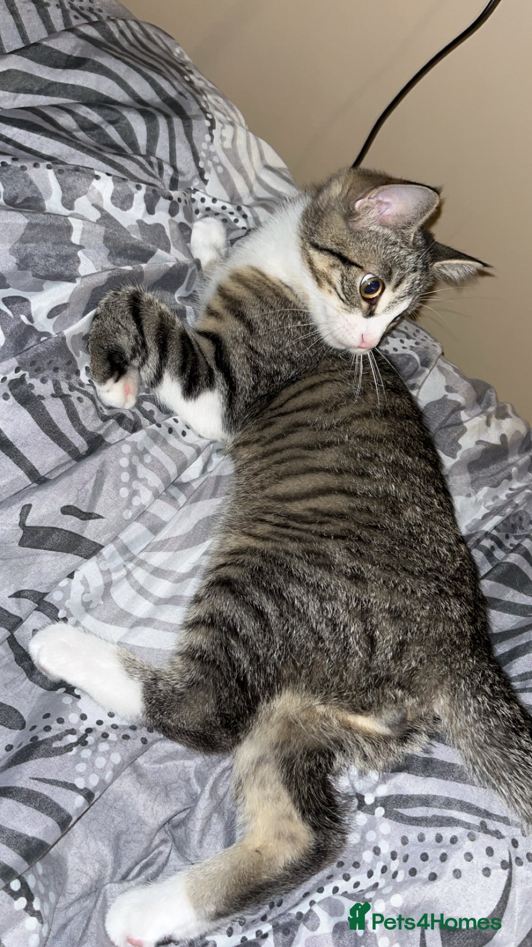 Mixed Breed cats for sale: Female playful tabby kitten  - Image 3