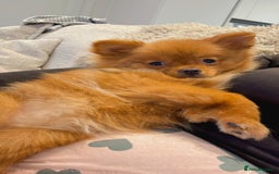Pomeranian dogs for sale: Beautiful 6-Month-Old Pomeranian Girl for Sale  - Image 12