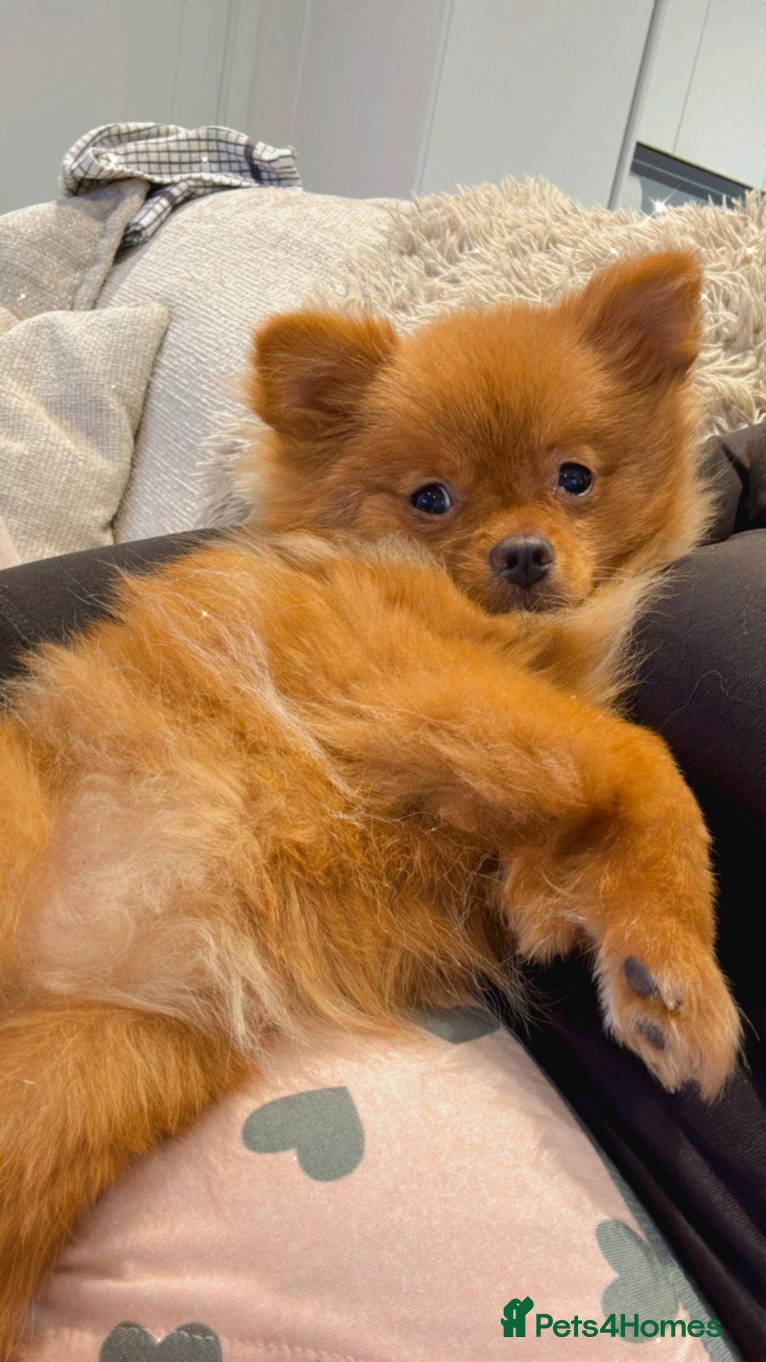 Pomeranian dogs for sale: Beautiful 6-Month-Old Pomeranian Girl for Sale  - Image 12