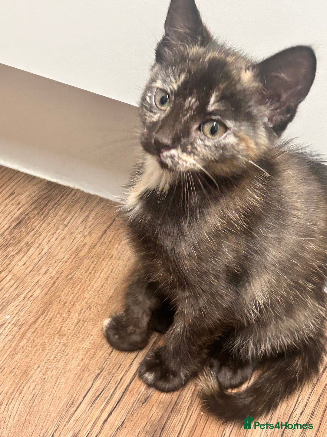 Mixed Breed cats for sale: 5 beautiful kittens ready for a new loving home  - Image 4