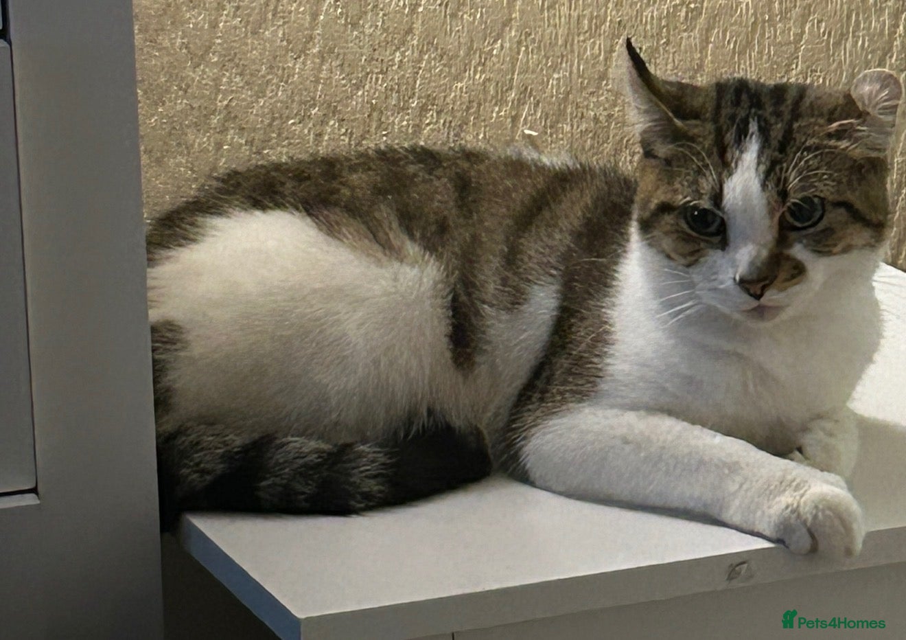 Mixed Breed cats One male one female  - Advert 4