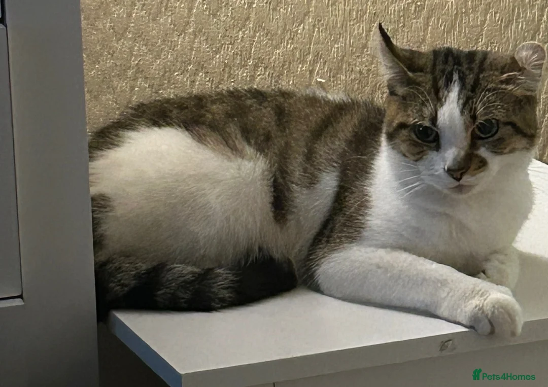 Mixed Breed cats for sale: One male one female  in Immingham - Advert 1