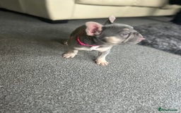 French Bulldog dogs for sale: *READY TO LEAVE* stunning lilac/tan girl frenchie - Image 3