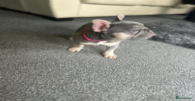 French Bulldog dogs - Advert 3