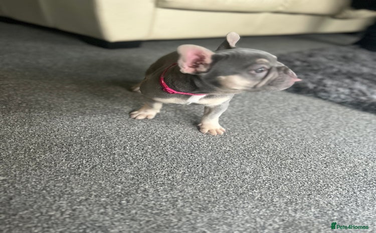 French Bulldog dogs - Advert 4