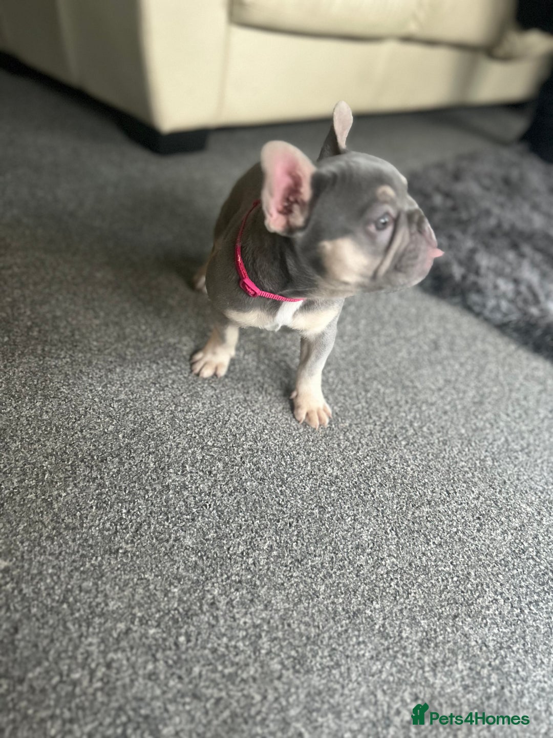 French Bulldog dogs for sale: *READY TO LEAVE* stunning lilac/tan girl frenchie - Image 3
