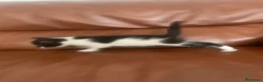 Black & White Kitten