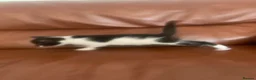 Domestic Shorthair cats for sale: Beautiful Black & Black/White Kittens Available in Colne - Advert 7