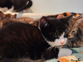 Mixed Breed cats Mixed Breed Kittens For Sale - Advert 5