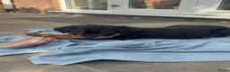 Rottweiler dogs for sale: ⭐️4 Rottweiler Boys For Sale ⭐️ - Advert 14