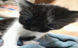 Mixed Breed cats for sale: 8 weeks old Kitten, Female - Image 9