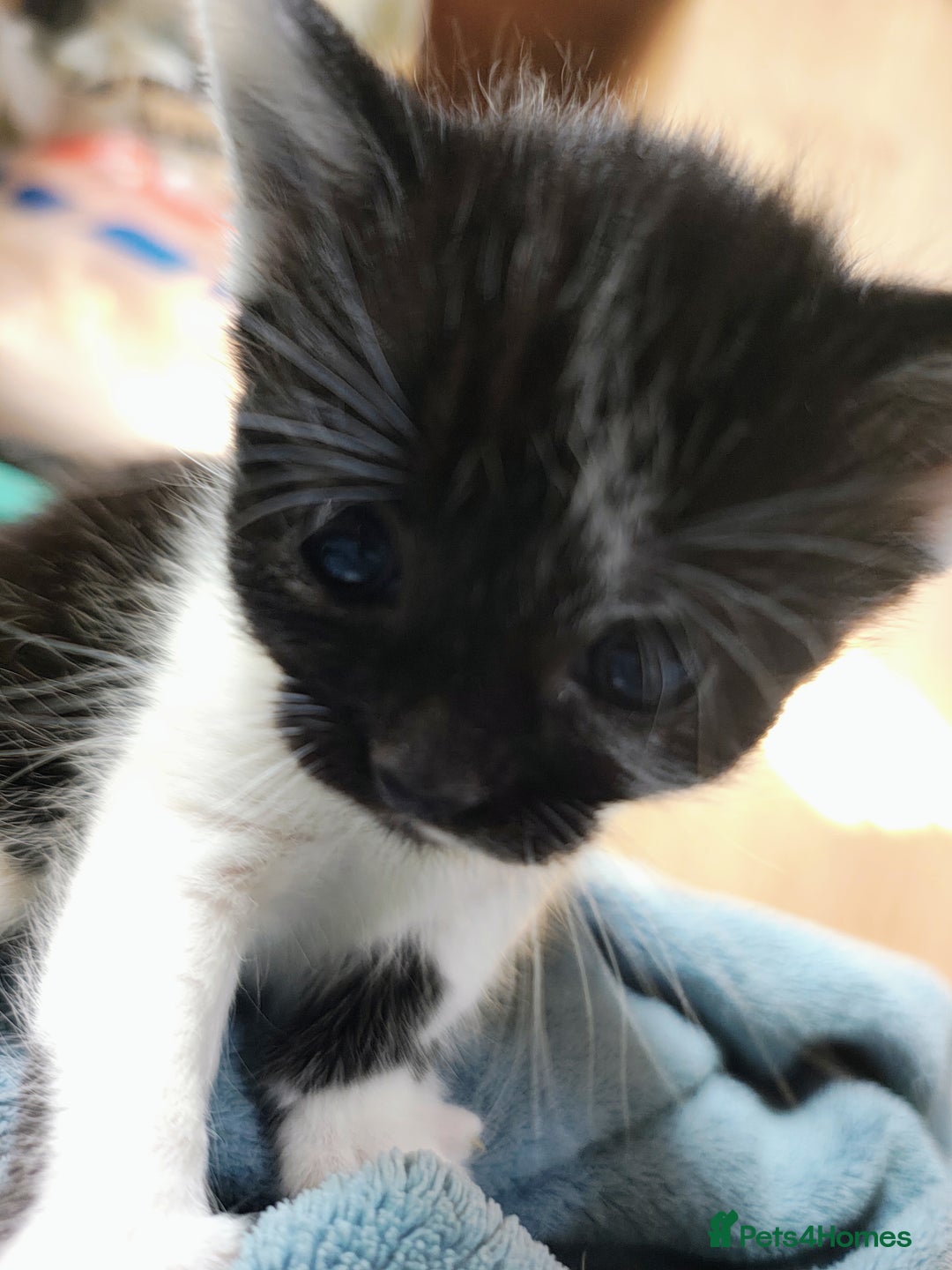 Mixed Breed cats for sale: 8 weeks old Kitten, Female - Image 9