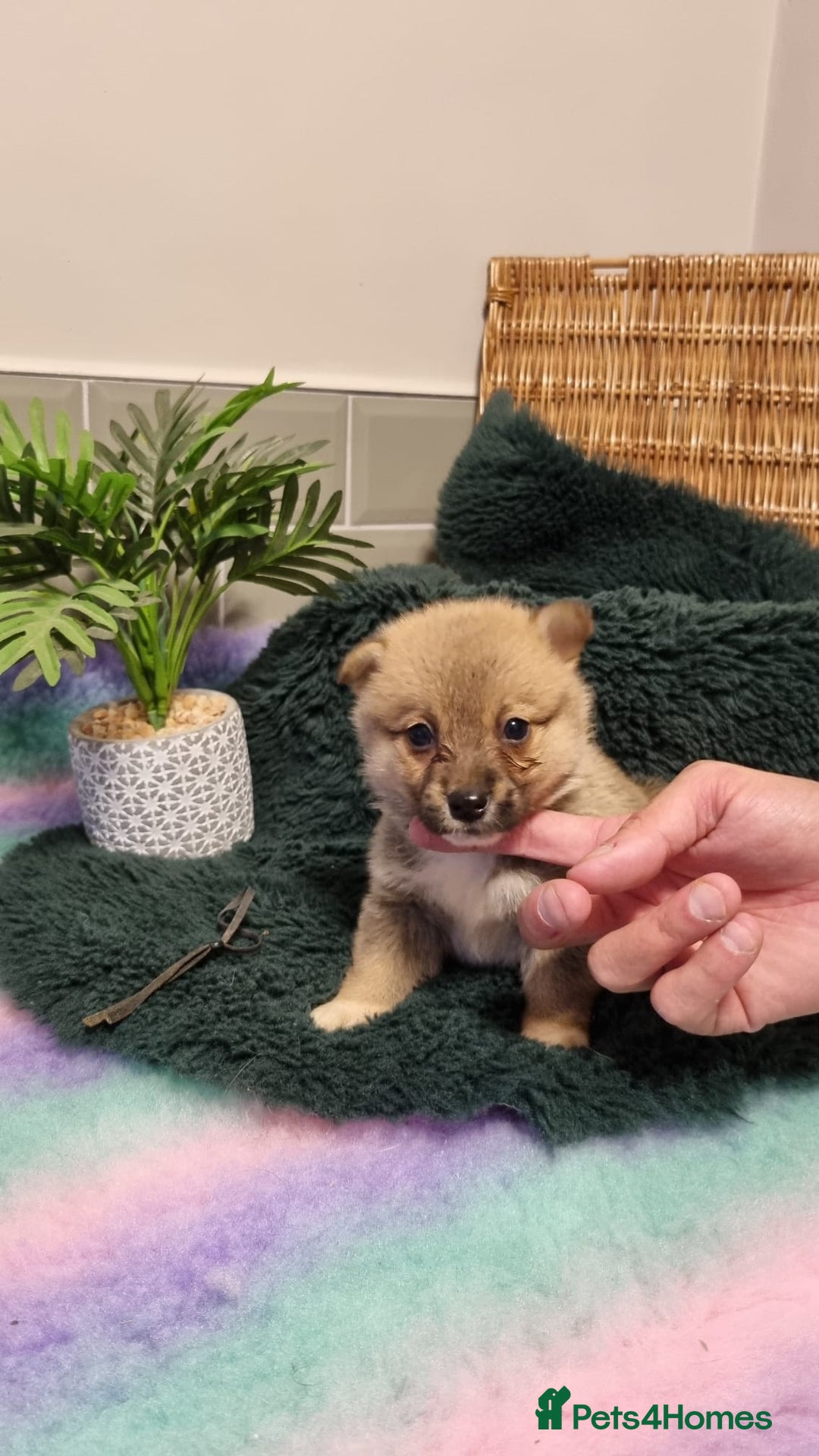 Mixed Breed dogs for sale: Corgi-Inus 💙 Just 1 BOY LEFT - Image 6