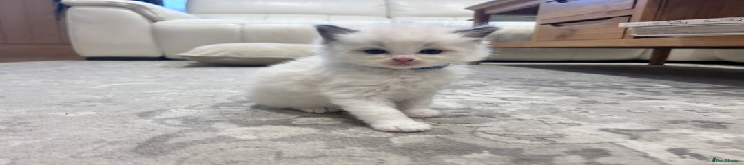 Ragdoll Kitten 2