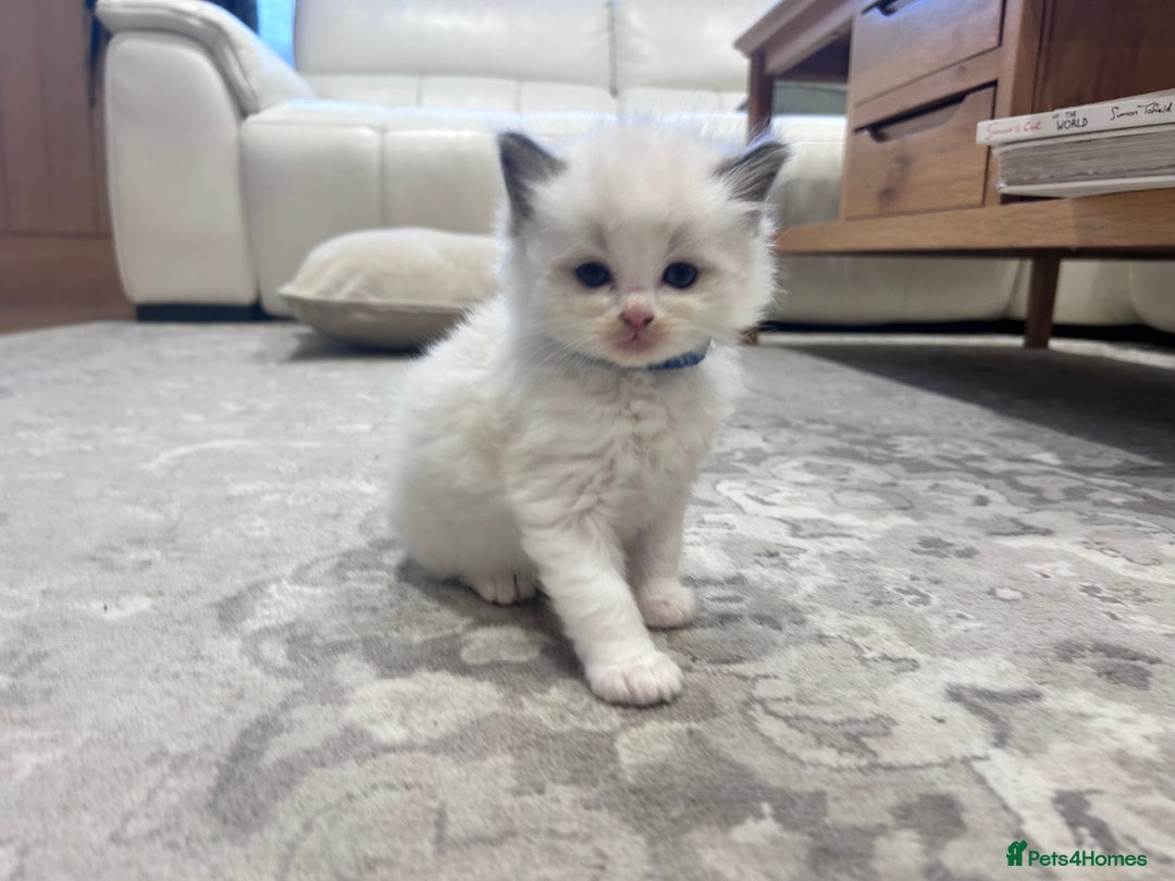 Ragdoll cats for sale: Ragdoll kittens - Image 9