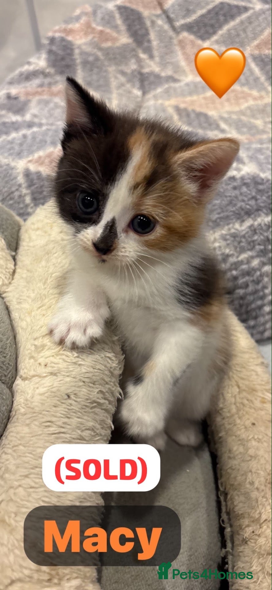 Mixed Breed cats 🩵🩷…5 stunning kittens remaining …🩷🩵 - Advert 2