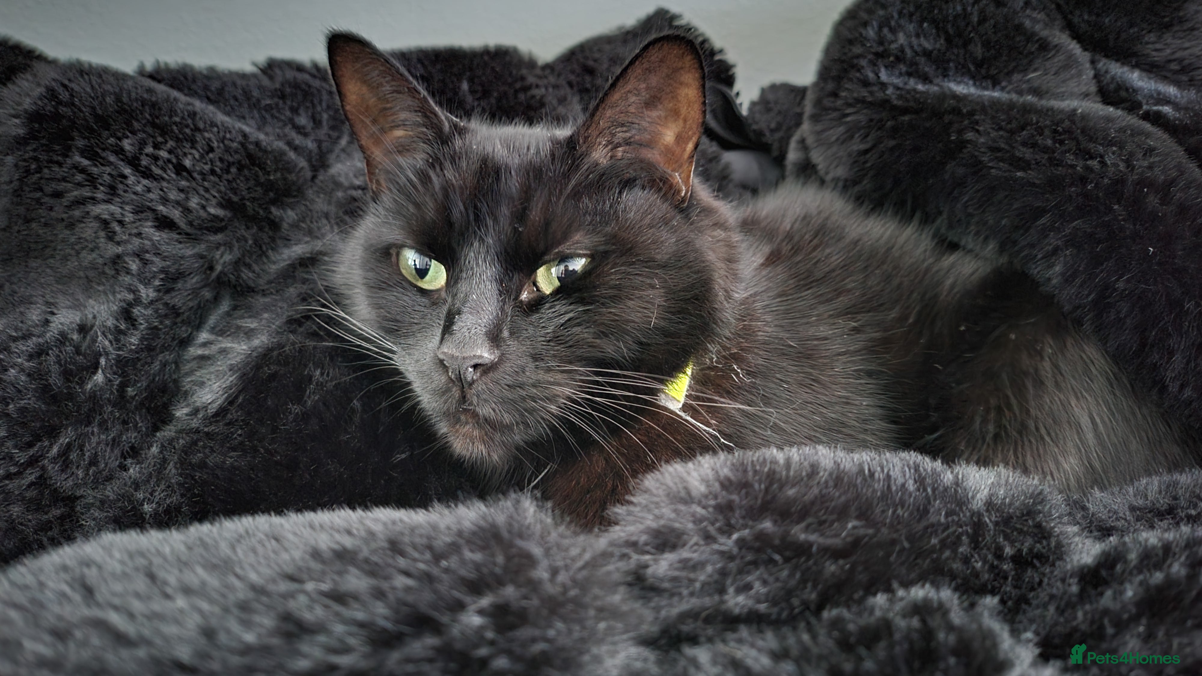 Domestic Shorthair cats Gadget - Advert 7