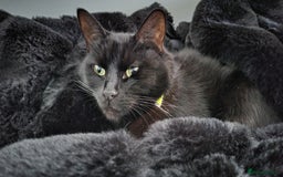 Domestic Shorthair cats for sale: Gadget - Image 1