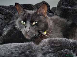 Domestic Shorthair cats - Advert 1