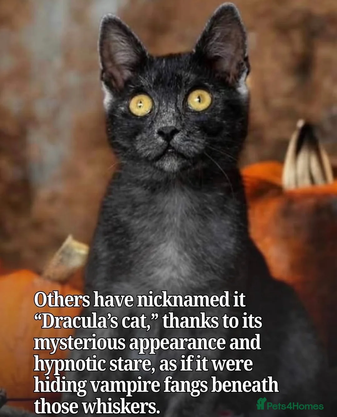 Mixed Breed cats for sale: Transylvania kittens available  in Sheffield - Advert 1
