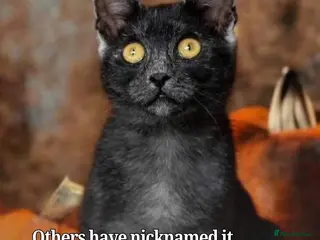 Mixed Breed cats Transylvania kittens available - Advert 3