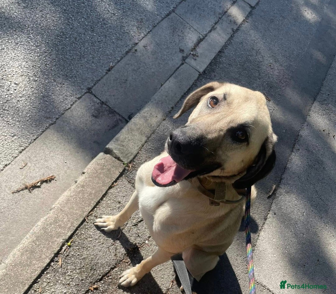 Mixed Breed dogs for sale: Kobe 3 year old mix breed - Advert 2