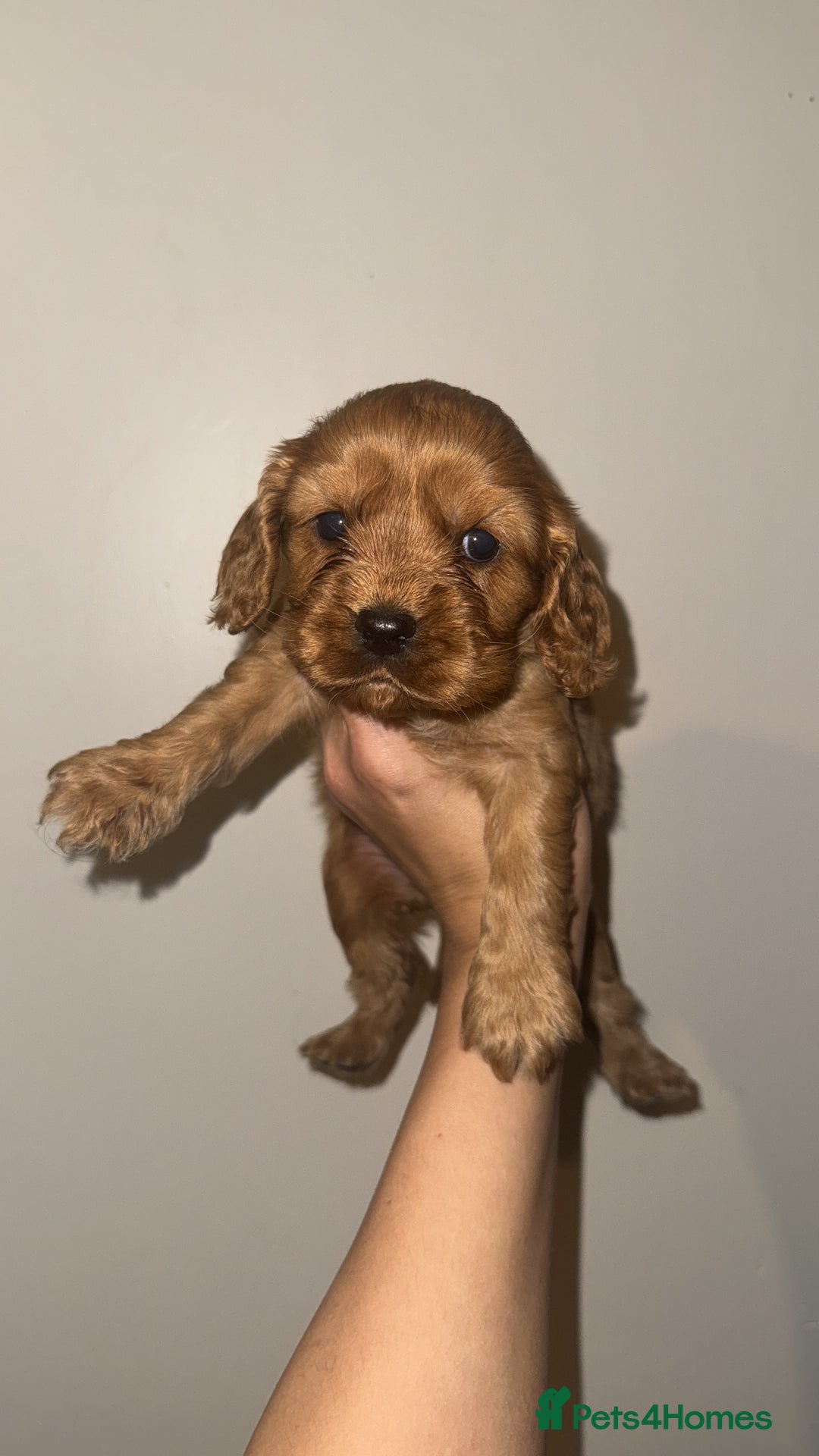 Cockalier dogs for sale: Beautiful f1 fully health tested cockaliers - Image 6