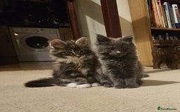 Maine Coon cats for sale: Pure Maine Coons – European Lines - Advert 9