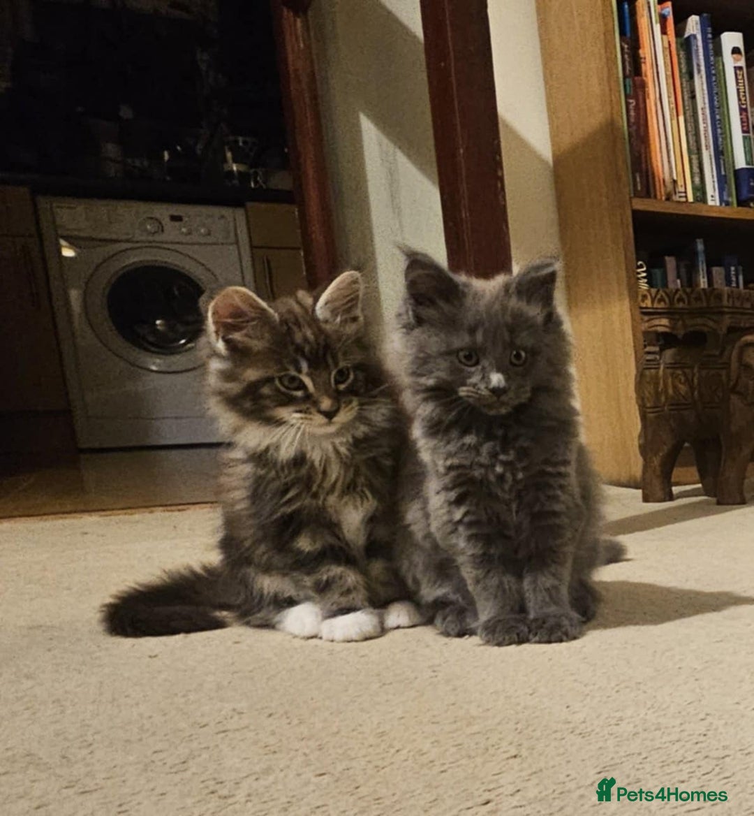 Maine Coon cats for sale: Pure Maine Coons – European Lines - Advert 9