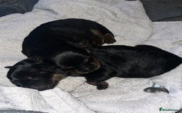 Mixed Breed dogs for sale: Rottweiler x German shepherd male puppies - Image 2