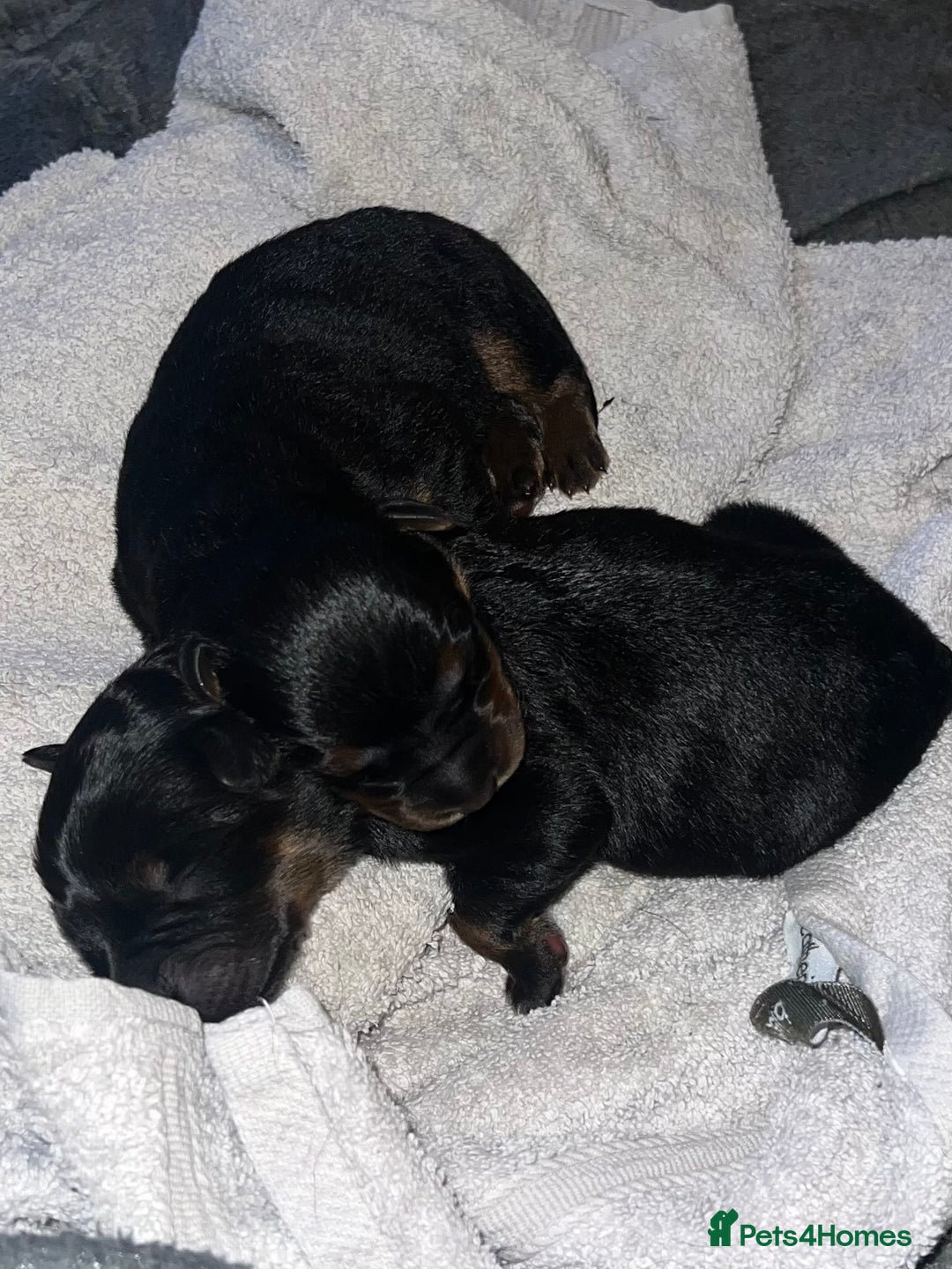 Mixed Breed dogs for sale: Rottweiler x German shepherd male puppies - Image 2