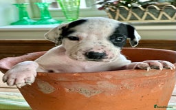 Pointer dogs for sale: KC reg Pointer Puppies - Image 11