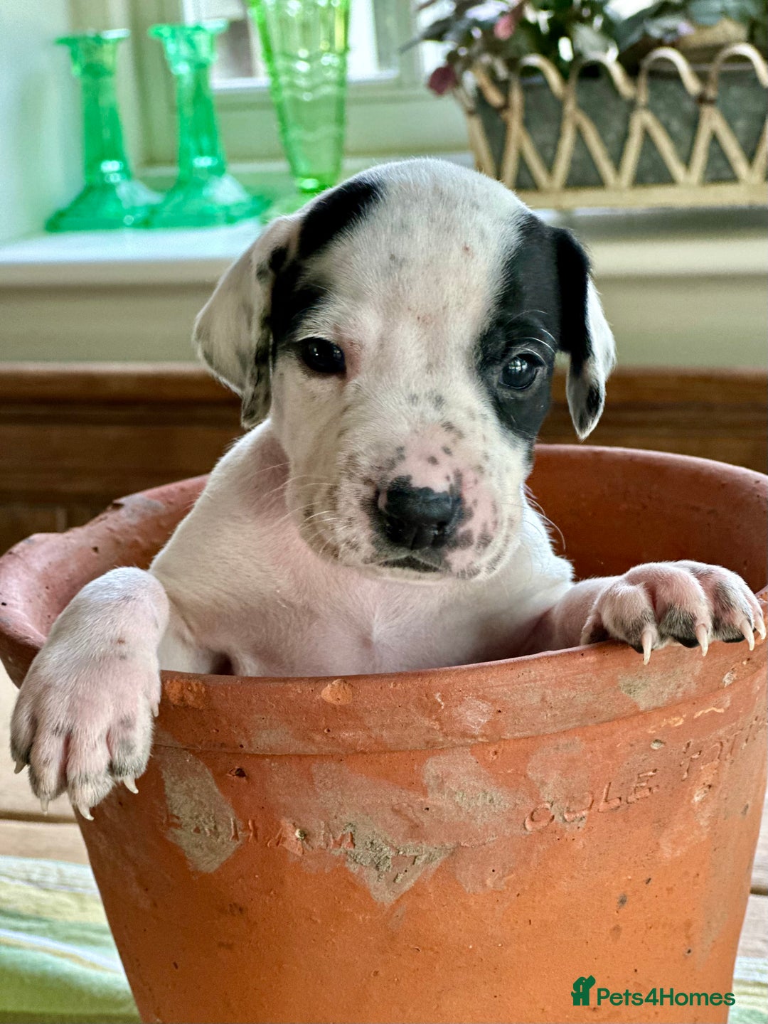Pointer dogs for sale: KC reg Pointer Puppies - Image 11