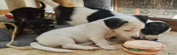 Jack Russell dogs for sale: Jack russel puppies one boy left - Advert 5
