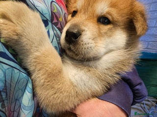 Mixed Breed dogs - Advert 4