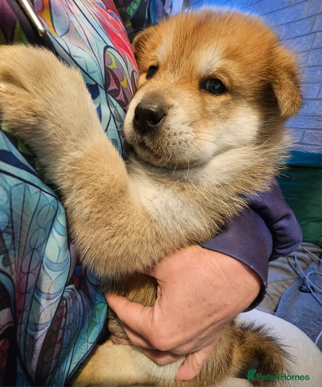 Mixed Breed dogs for sale: Chowsky puppies waiting list open - Advert 2