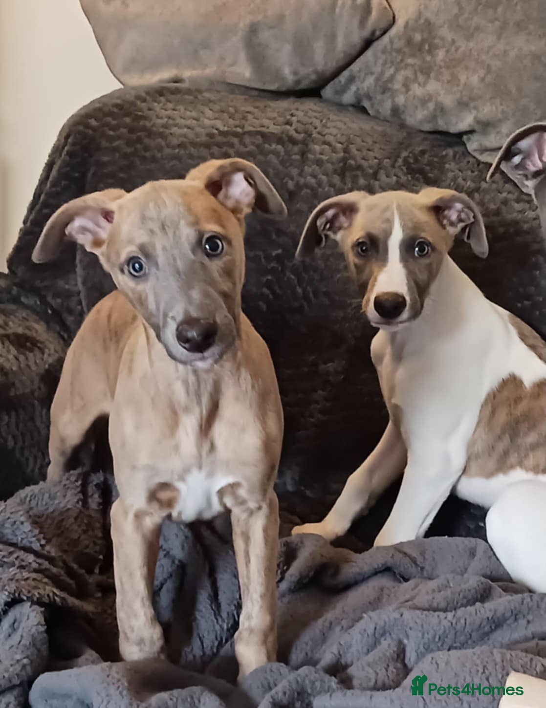 Whippet dogs Beautiful Outgoing Pedigree Whippet Puppies - Advert 10