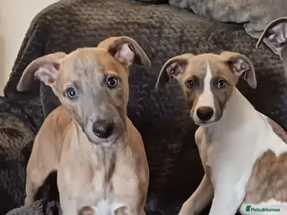 Whippet dogs Beautiful Outgoing Pedigree Whippet Puppies - Advert 10