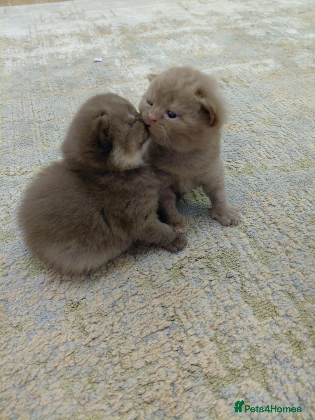 British Longhair cats for stud: British Longhair for Stud - Advert 7