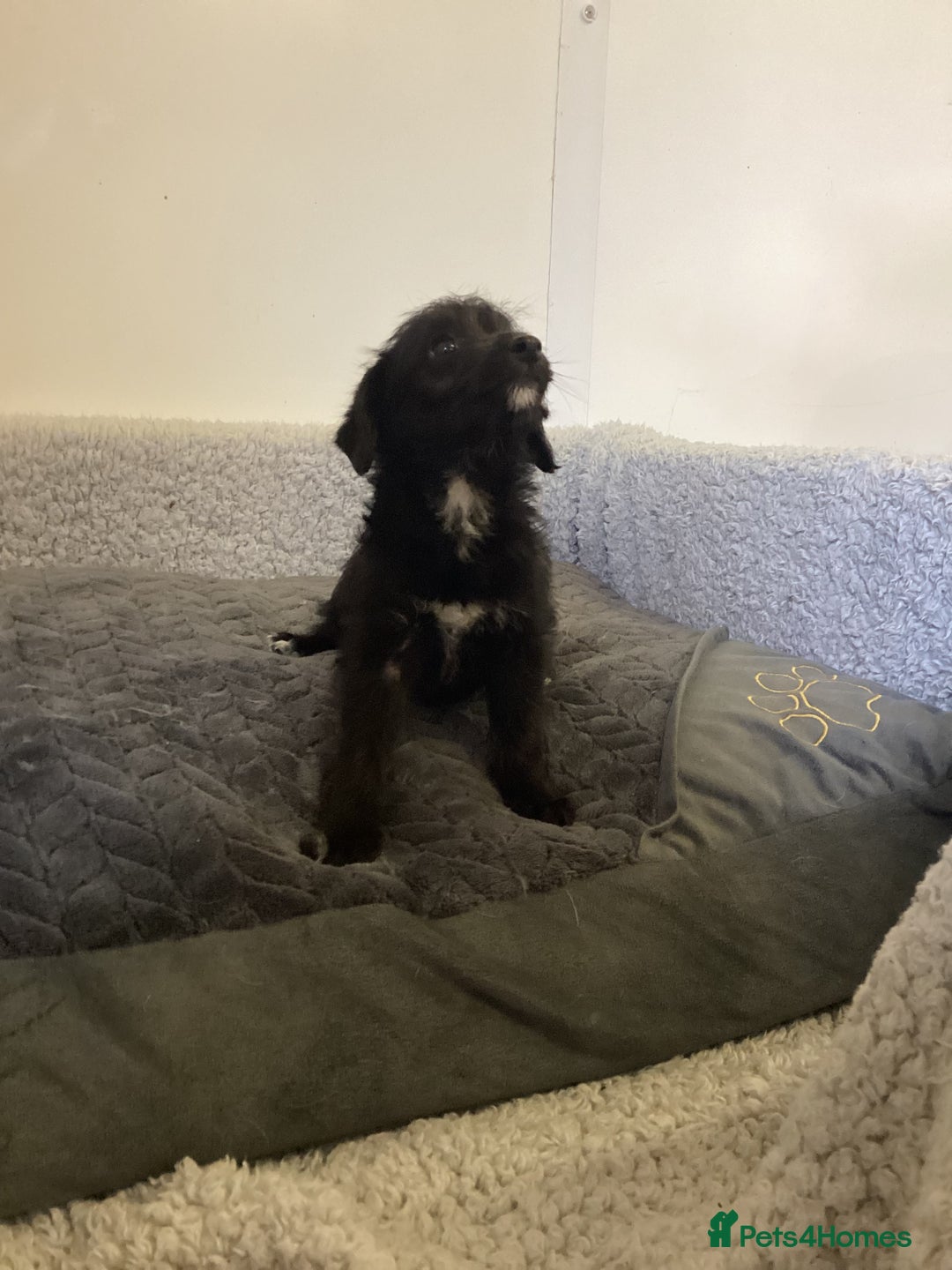 Mixed Breed dogs for sale: Whippet x bedlington - Image 18
