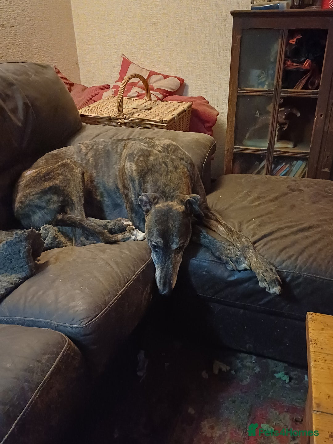Greyhound dogs for sale: Ex racer looking for a new sofa - Advert 2