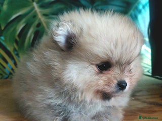 Pomeranian dogs Pomeranian puppies - Advert 2