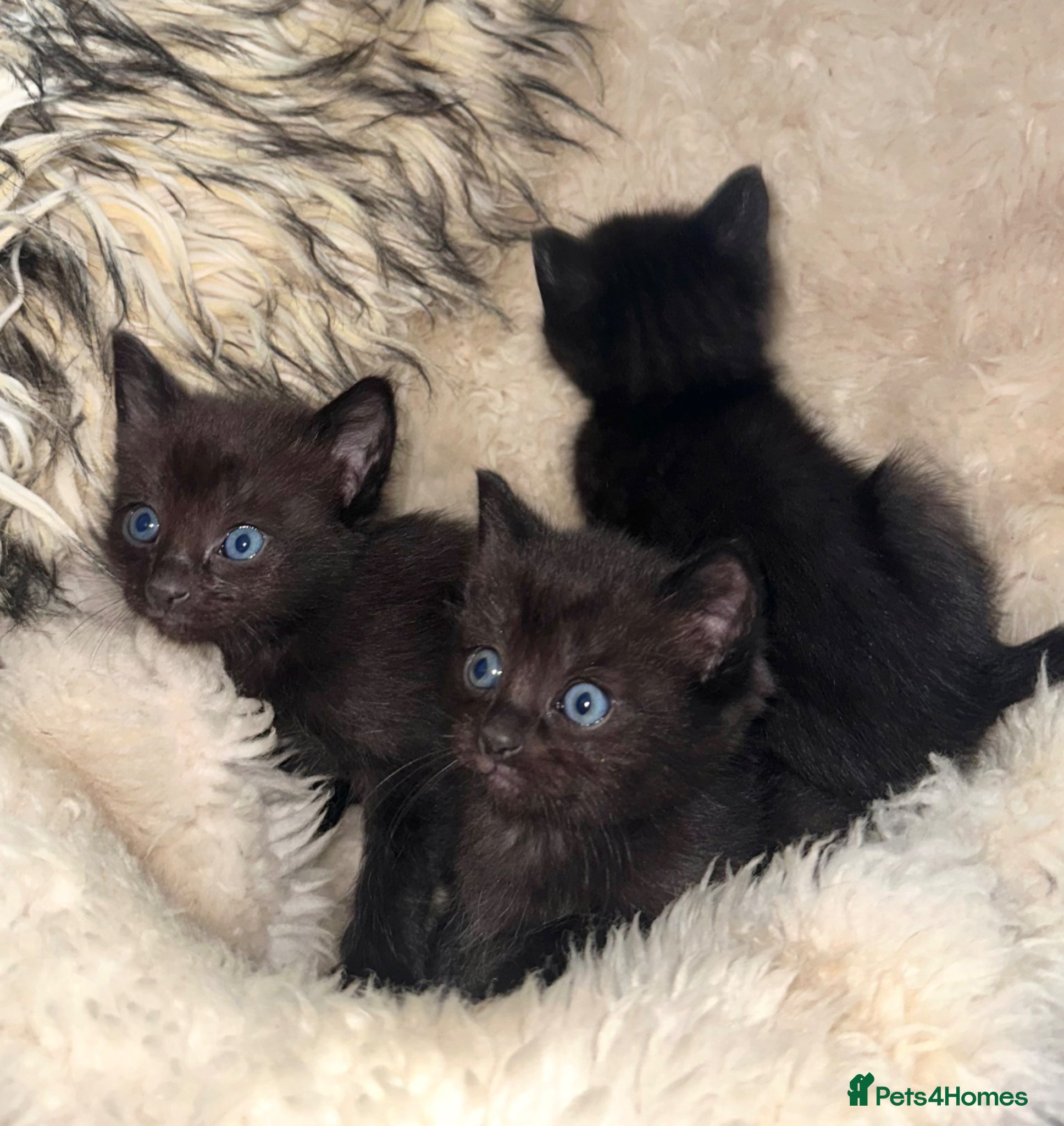 Ragdoll cats 6 Beautiful brown/black Ragdoll kittens X - Advert 2