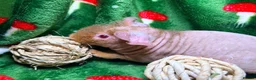 Guinea Pig rodents for sale: Superb Friendly pair of Skinny Pig Boys - Advert 13