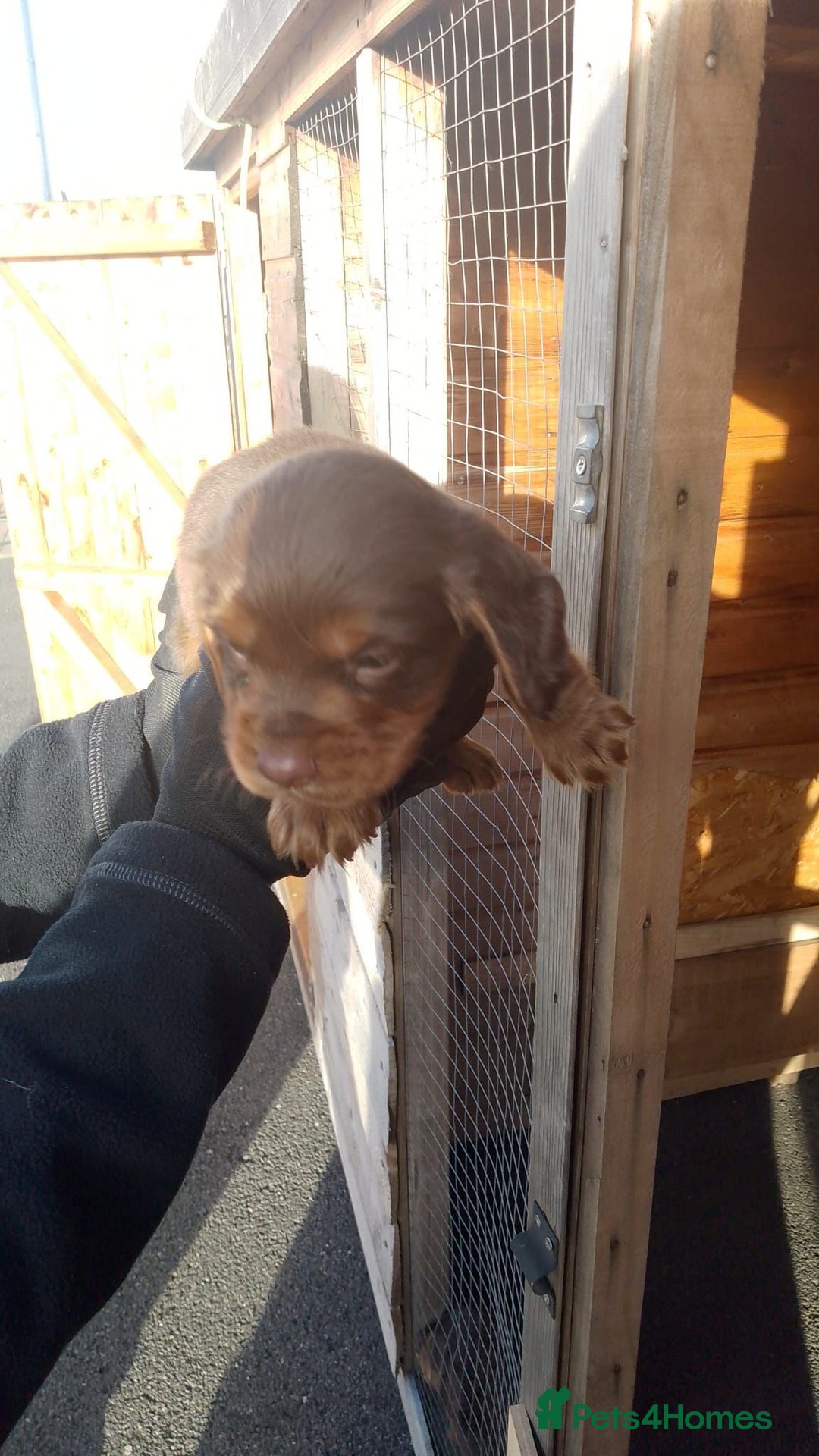 Cocker Spaniel dogs for sale: Last red boy - Ready to leave this week   - Advert 17