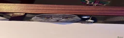 Scottish Fold cats for stud: Blue Scottish fold available for stud  - Advert 17