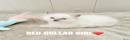 Ragdoll cats for sale: Five Beautiful Ragdoll Kittens Now Available🤍 - Advert 3